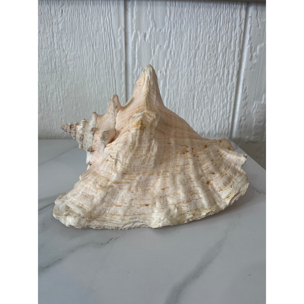 Large Natural Conch Shell Decor Ocean‎ Beach Nautical Home Accent